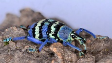 Indonesischer Rüsselkäfer_2.jpg